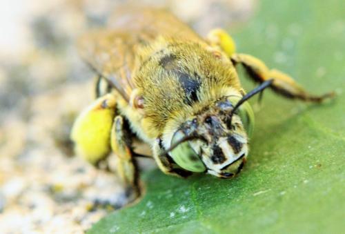 Réf. 238 180 : Amegilla garrula